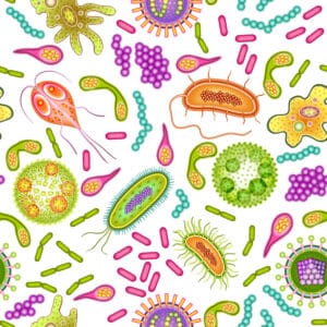 Ernährungstipps für ein gesundes Mikrobiom – Wie der Darm das Gehirn schützt