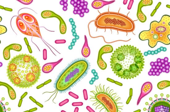 Ernährungstipps für ein gesundes Mikrobiom – Wie der Darm das Gehirn schützt
