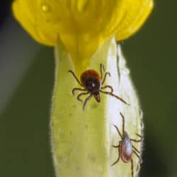 Was ist eine Neuroborreliose