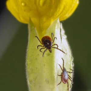 Was ist eine Neuroborreliose