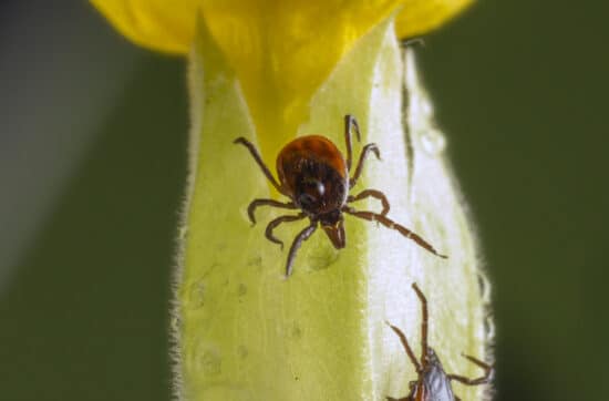 Was ist eine Neuroborreliose