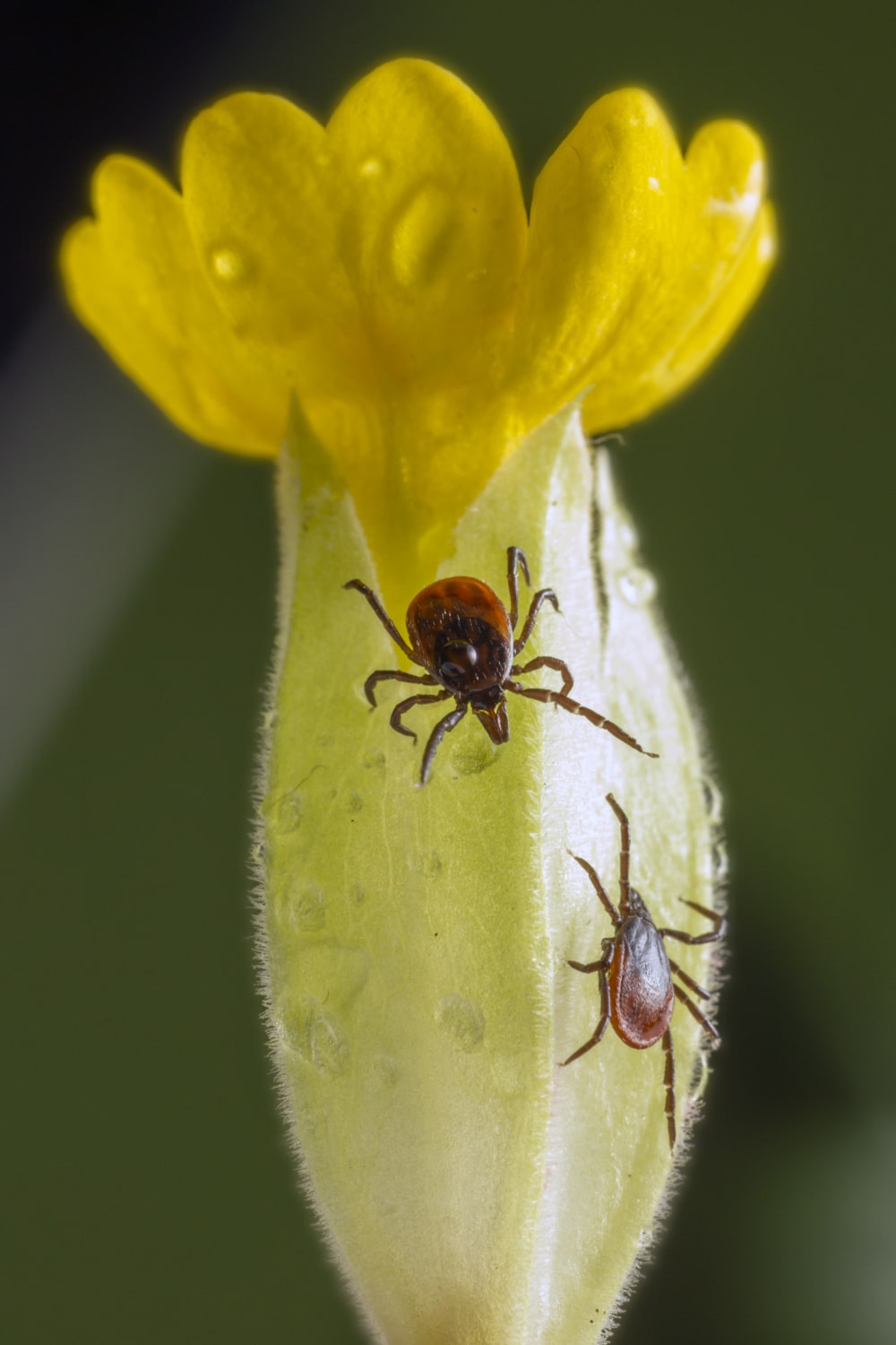 Was ist eine Neuroborreliose