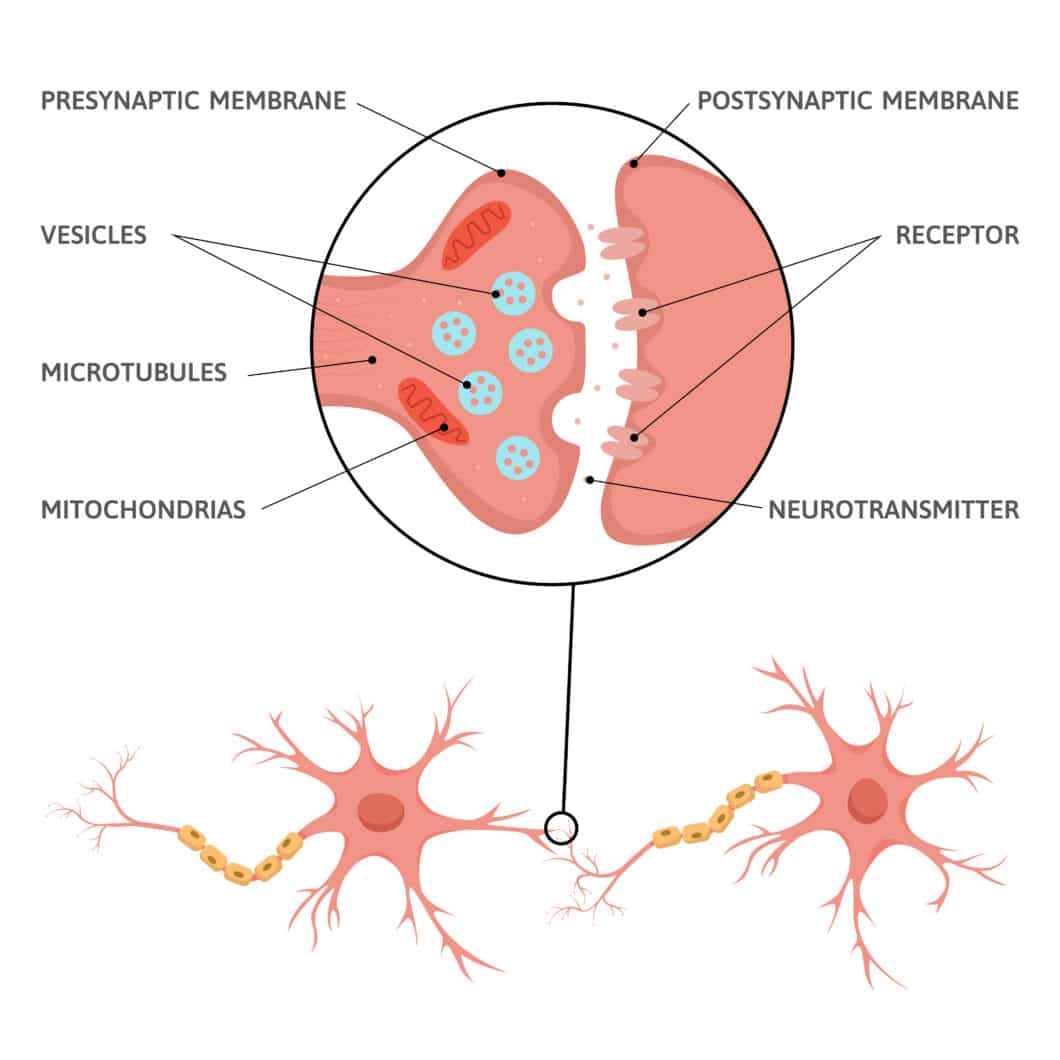 Myasthenia gravis – Wenn das Immunsystem die Muskelkraft schwächt