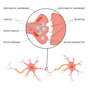 Myasthenia gravis – Wenn das Immunsystem die Muskelkraft schwächt