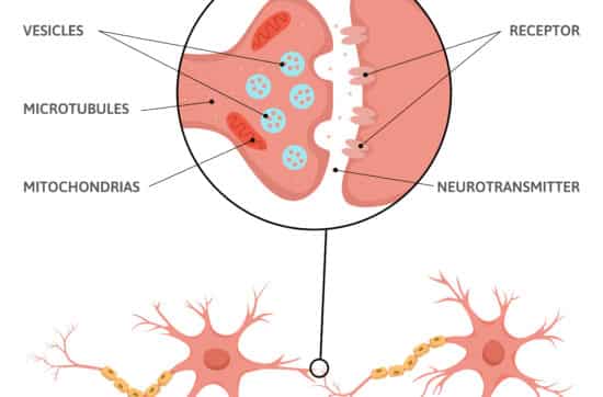 Myasthenia gravis – Wenn das Immunsystem die Muskelkraft schwächt